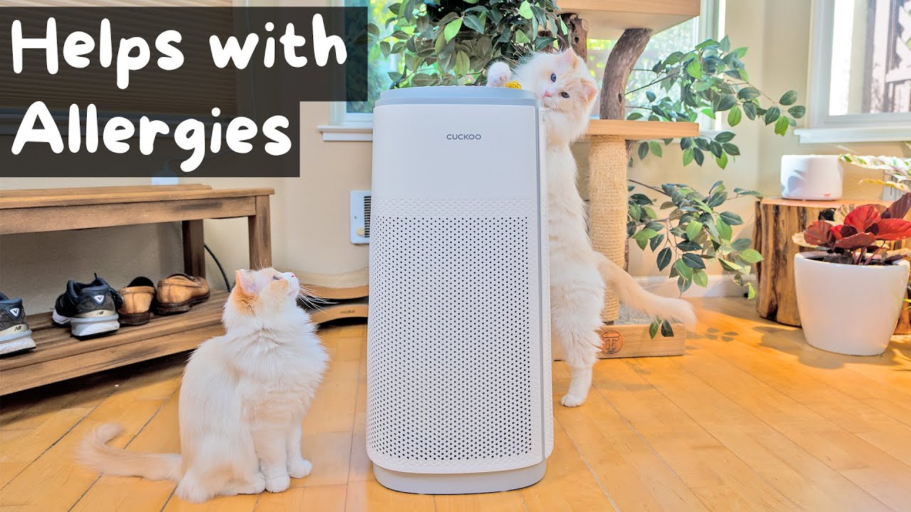 How Does An Air Purifier Work (Remove Pet Dander, Dust, Pollen, and More) | The Cat Butler