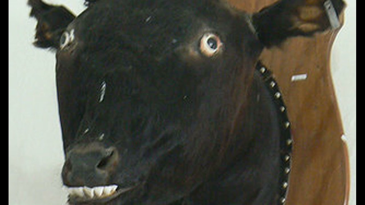 happy cow