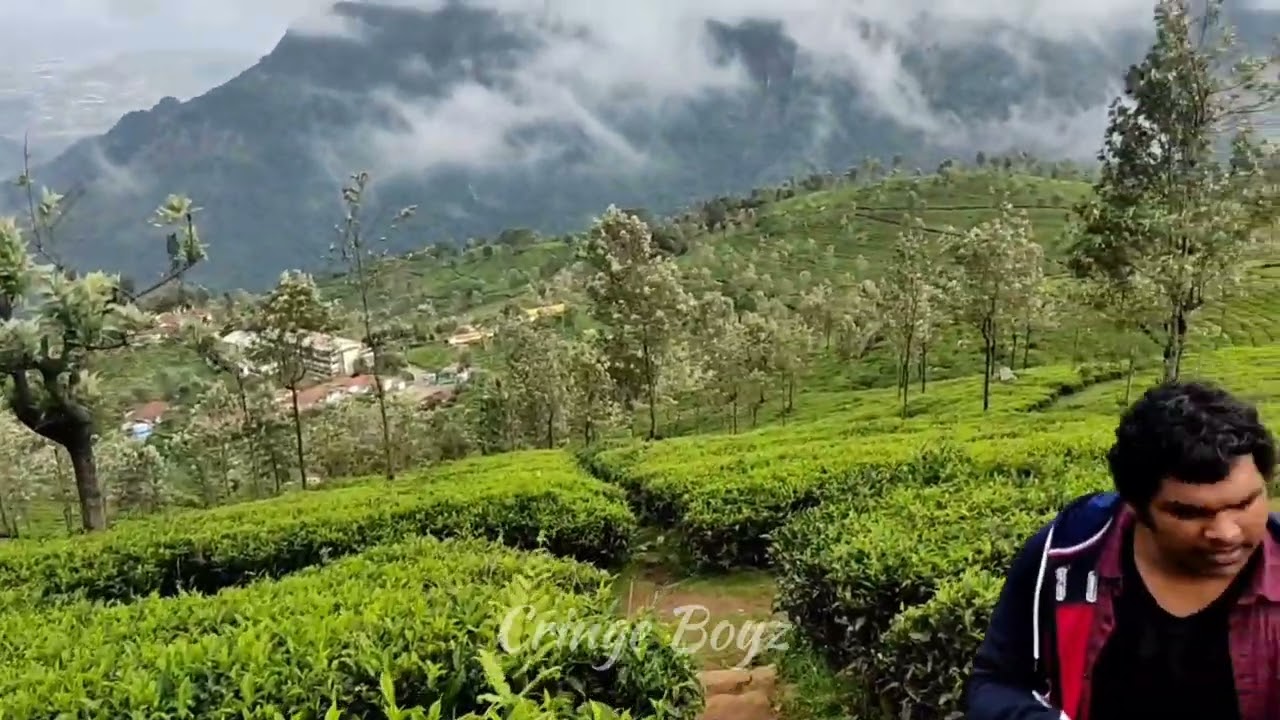 Ooty Tea Estate☕|Ooty|Tea|Estate|
