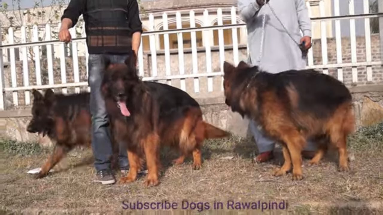 German Shepherd  sieger dog show 21 02 2021 Longhairs gsd Watch full vid ❤select your favourite dogs