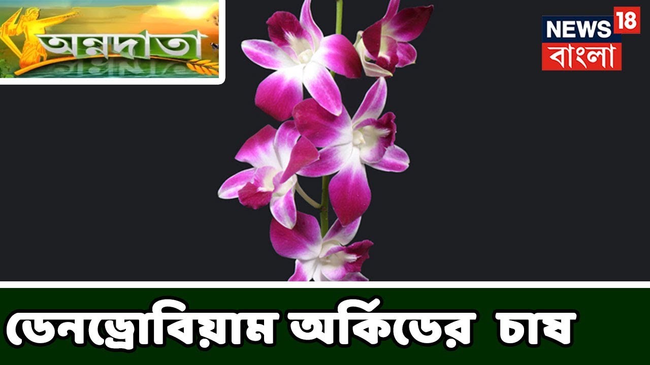 ডেনড্রোবিয়াম অর্কিডের যত্ন নিয়ে বিশেষজ্ঞের পরামর্শ । অন্নদাতা