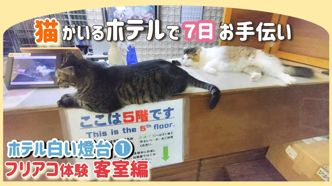 【ねこ宿】ホテル白い燈台フリアコ応募で１週間働いてみた「客室清掃」
