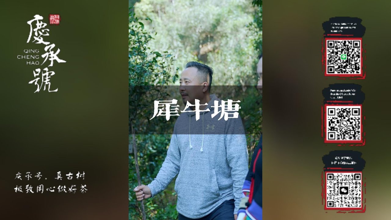 犀牛塘古树茶的口感为何如此甜润？绝佳的生态环境，庆承号带你了解一下！#云南普洱茶#庆承号#茶山行#帕沙犀牛塘#犀牛塘古树