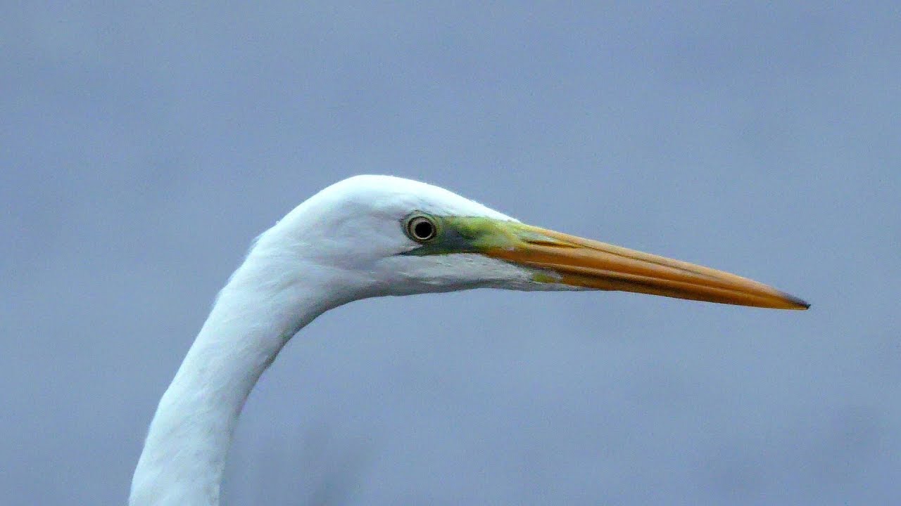 Airone bianco maggiore - Great white Egret (Casmerodius albus)