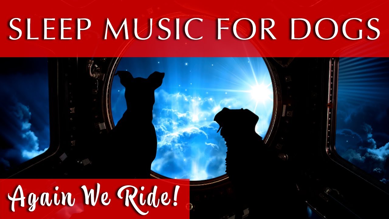 Soothing Music for Dogs to Sleep | Perfect for Rest, Relaxation, and Sleep