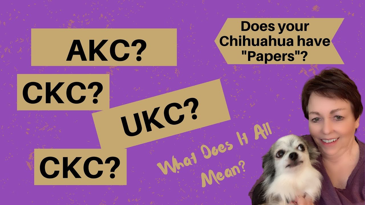 Does Your Chihuahua Need AKC, CKC, UKC Registration Papers?