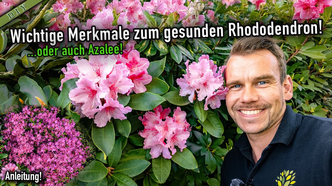 Azaleen & Rhododendron | Standort | Boden | Blüten | Schnitt | Vermehrung | Krankheiten| [Anleitung]