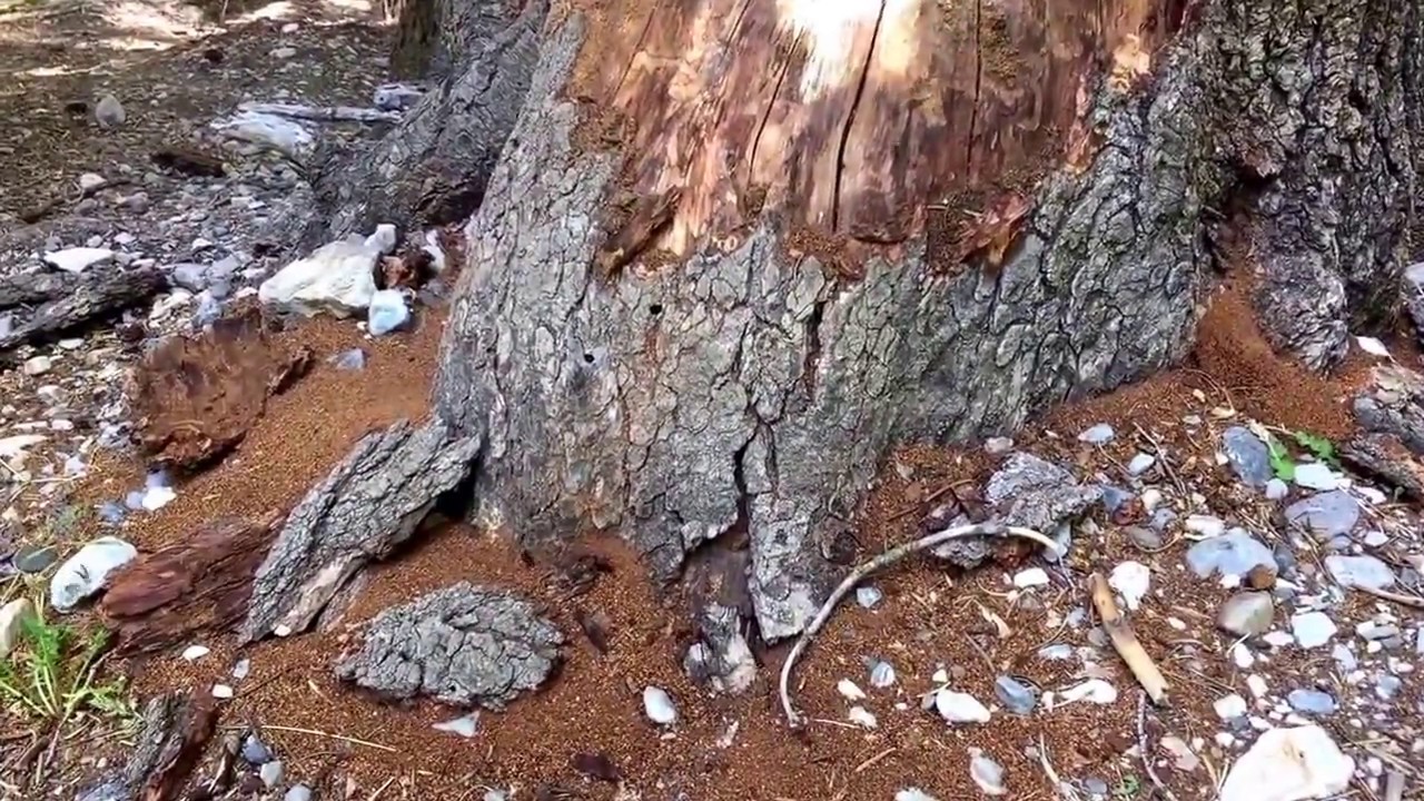 Carpenter Ant Queen Hunt