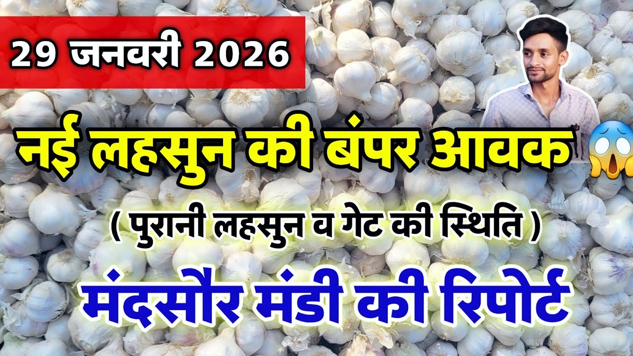 नई लहसुन की आवक मंदसौर मंडी 29 जनवरी 2026 | Garlic Arrival Today Mandsaur #mandsaur_mandi_bhav