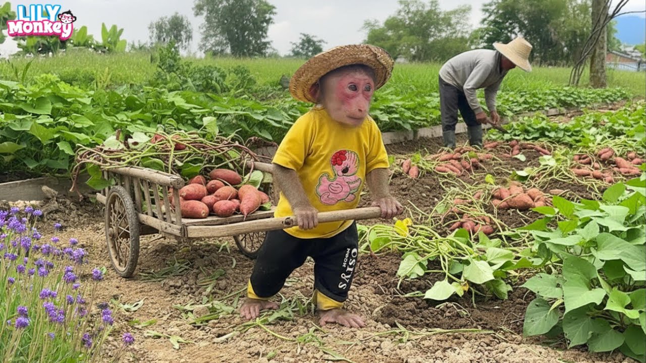 What a busy day! Lily helps her dad carry sweet potatoes home | Lily's story