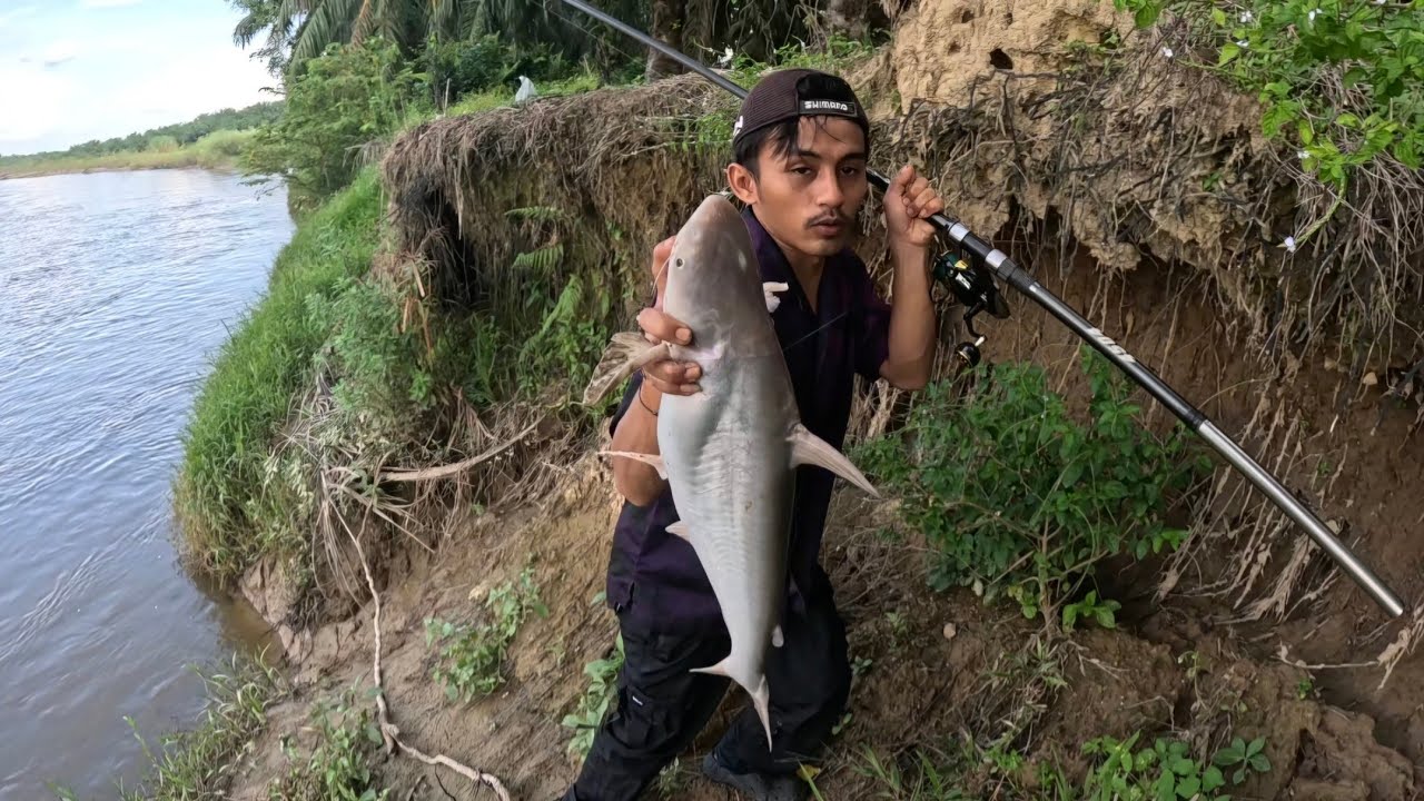 TERNYATA IKAN PATIN SUNGAI BISA DI CASTING PAKAI BUAH SAWIT