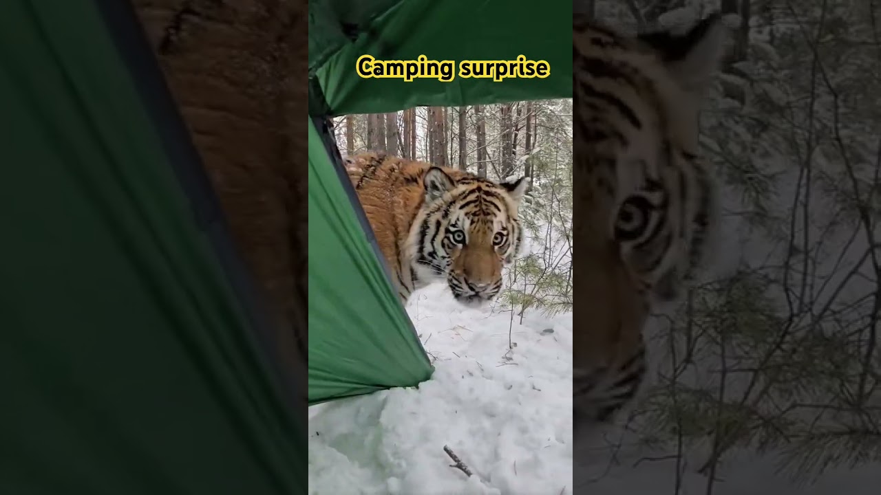 Tiger in my camping Tent!  #camping #animals #shorts