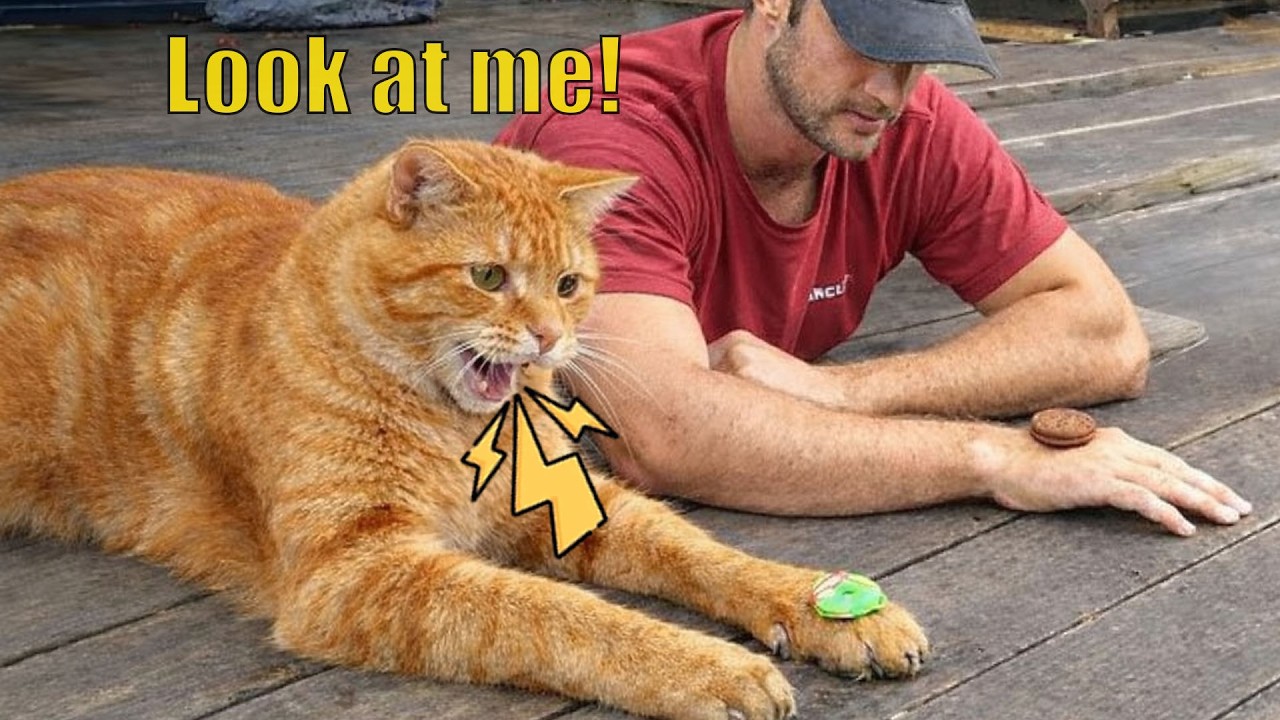 This Cat DEMANDED Attention… Then Yelled at Me! 😳🐱