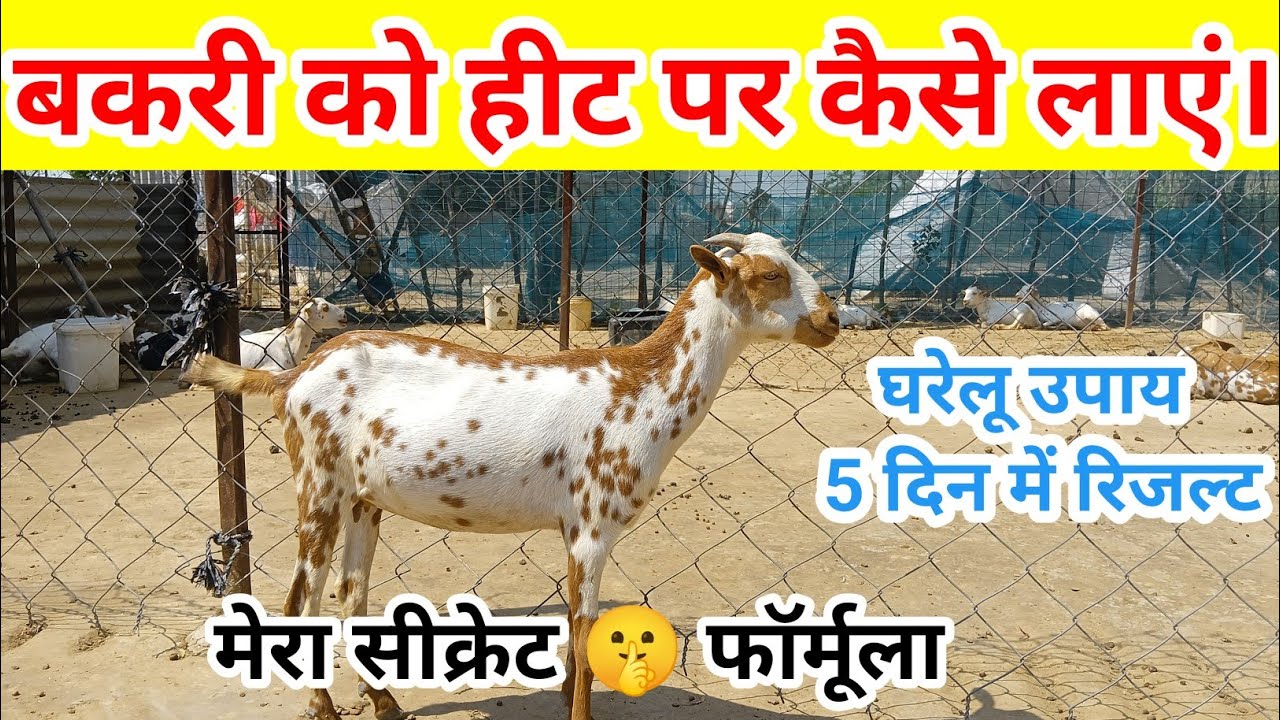 बकरी को हीट पर लाने का तरीका । Bakri ko hit per Kaise laen । Bakri ko Heat me lane ka aasan tarika 