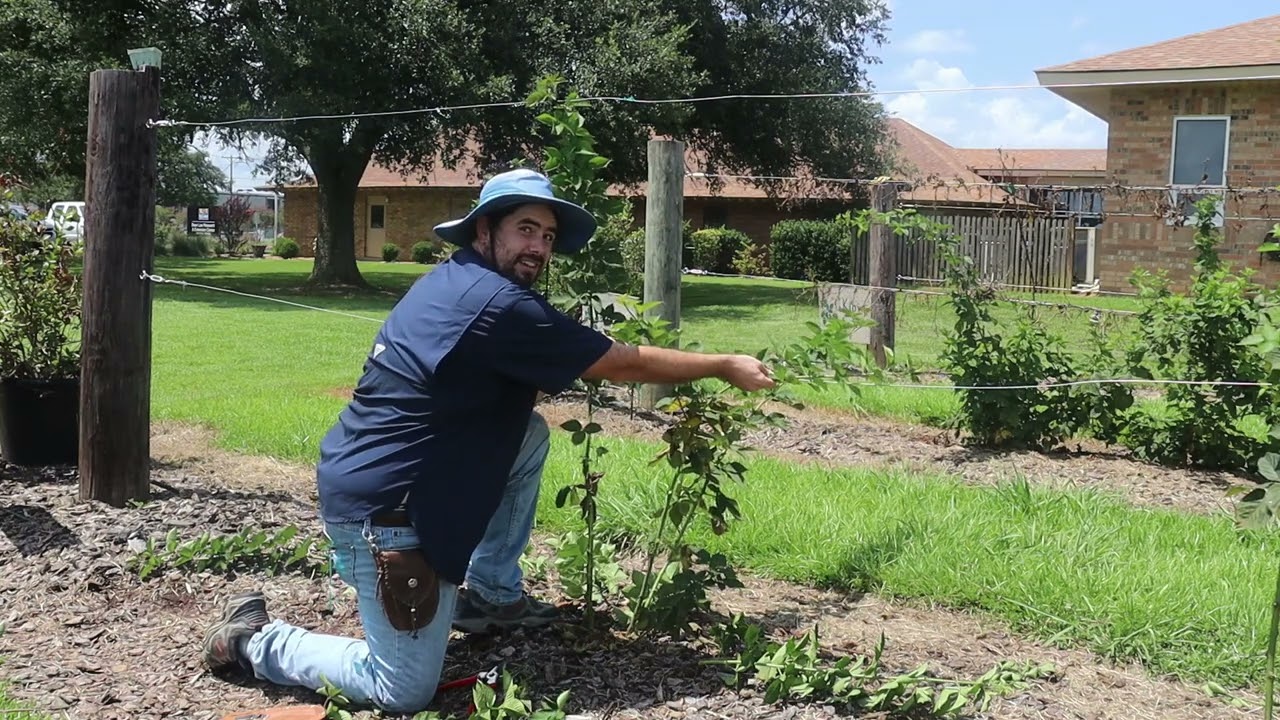 Pruning and Early Shaping Blackberries - Part 1
