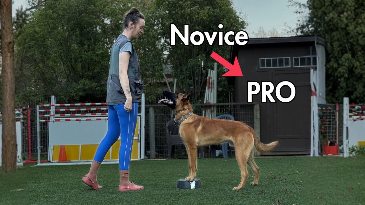 My top 3 brain facts to level up your dog training skills