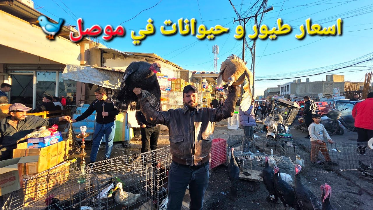 Экскурсия по птичьему рынку | Экскурсия по Мосулу | Цены на птиц и животных в Мосуле, рынок Баб Туб
