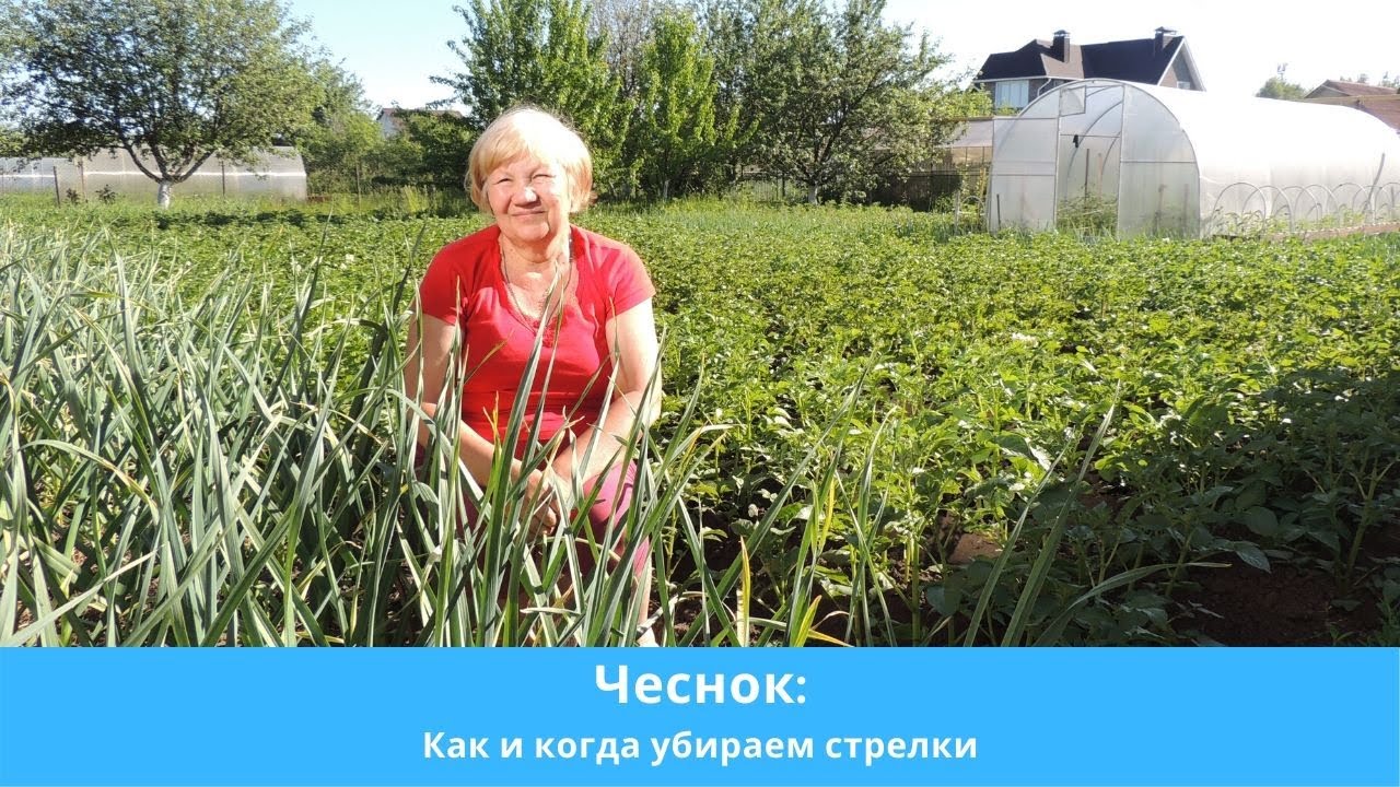 Чеснок: как и когда убираем стрелки