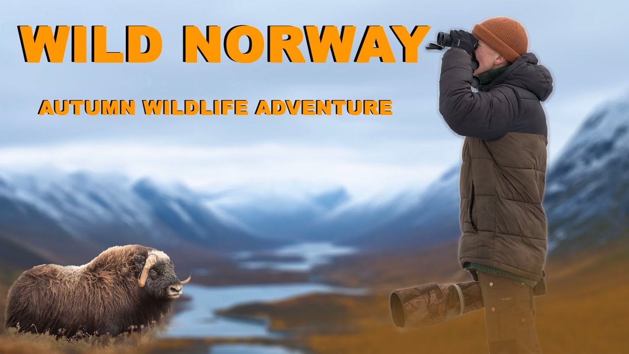 Musk Oxen Wildlife Photography in Norway - Exploring Dovrefjell National Park