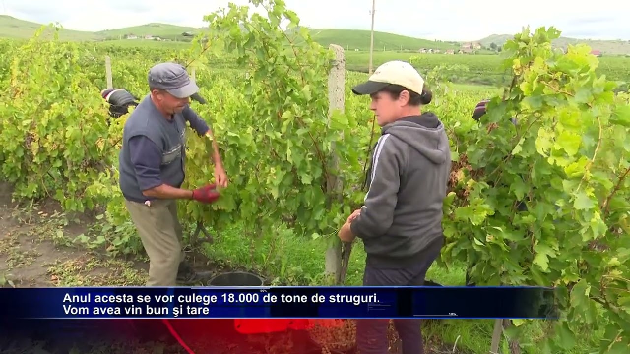 Podgoria de aur de la Cotnari