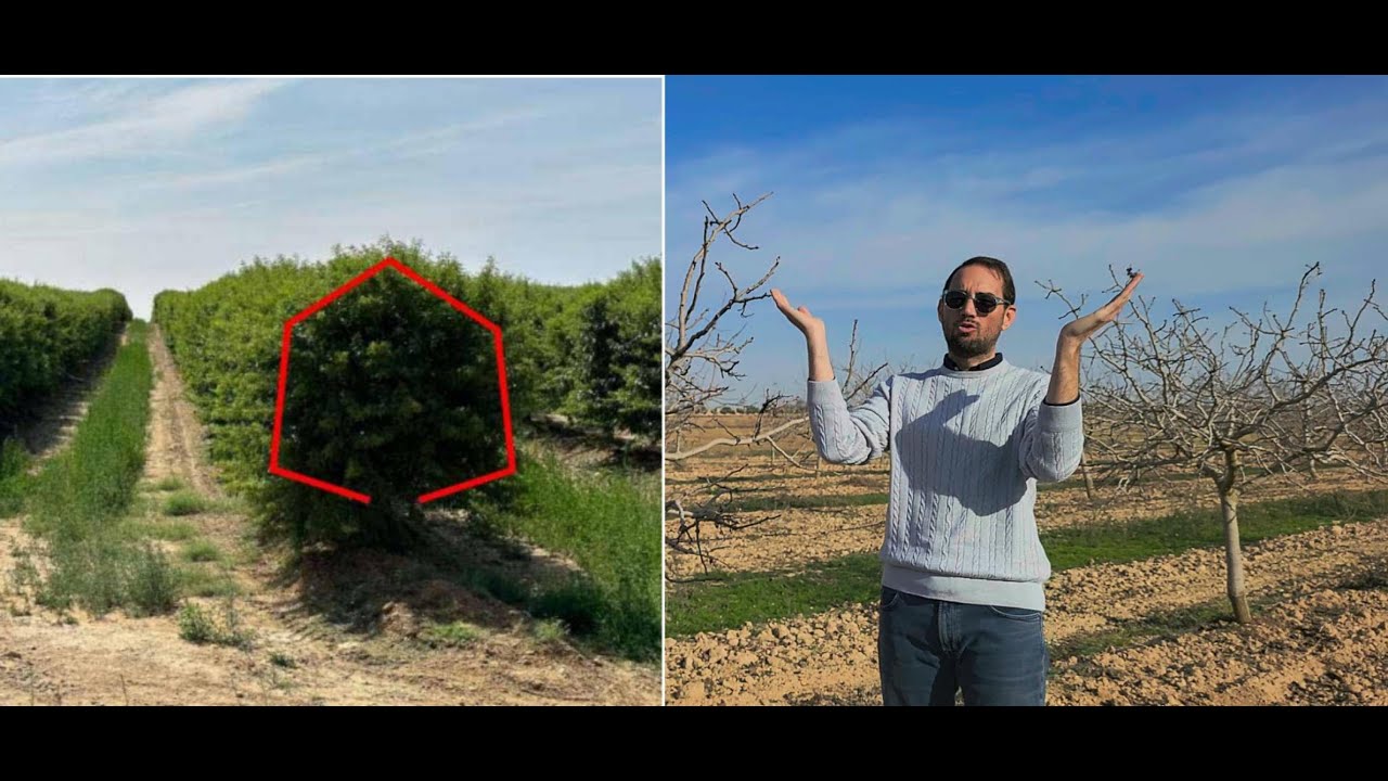 Poda aragonesa en pistachero