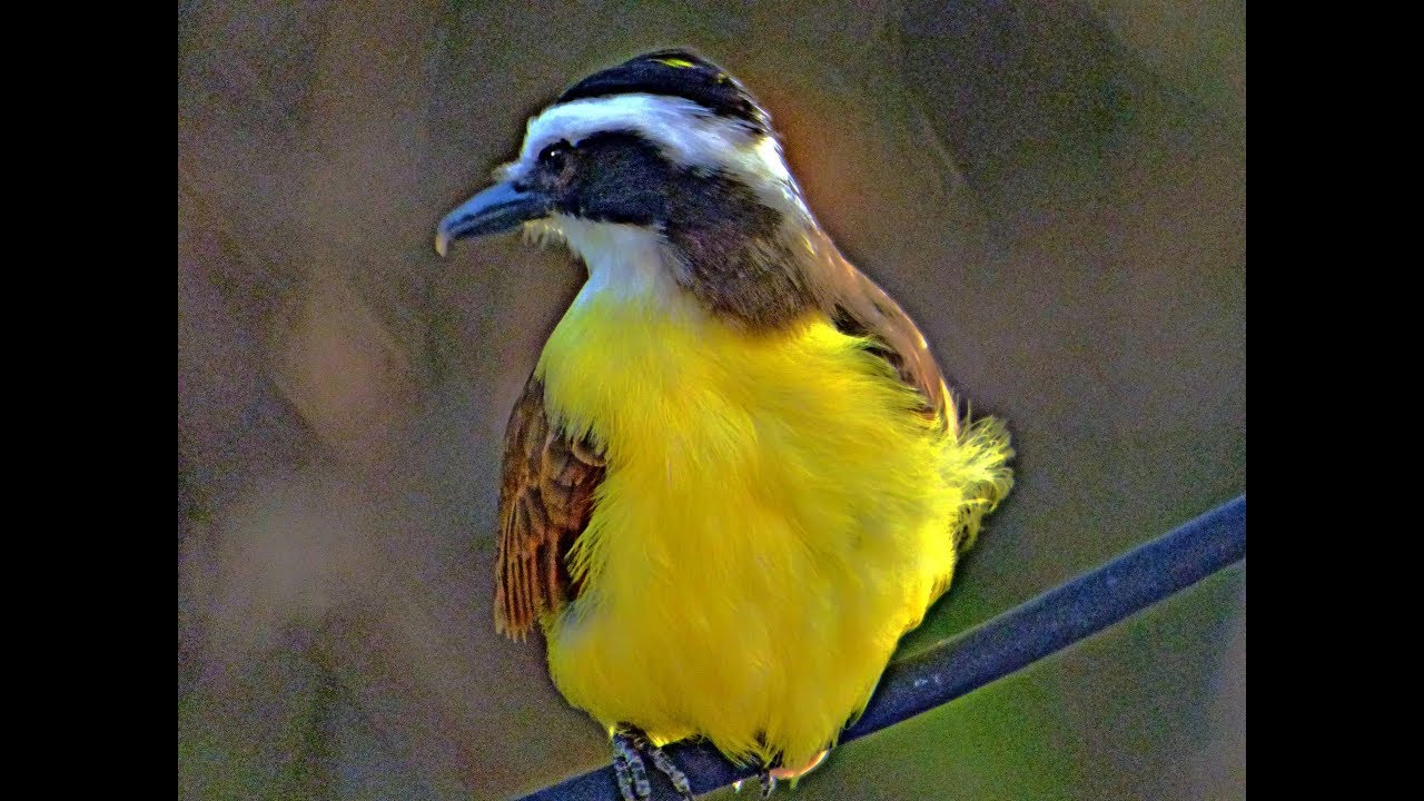 Vogel Schwefeltyrann Nest in Fortaleza Ceará Brasil bei der Fütterung und bei Straßenlärm - HD