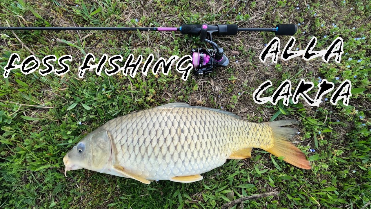 Pescare le CARPE con Attrezzatura da TROTE - Spinning - SPINNING AND CARP