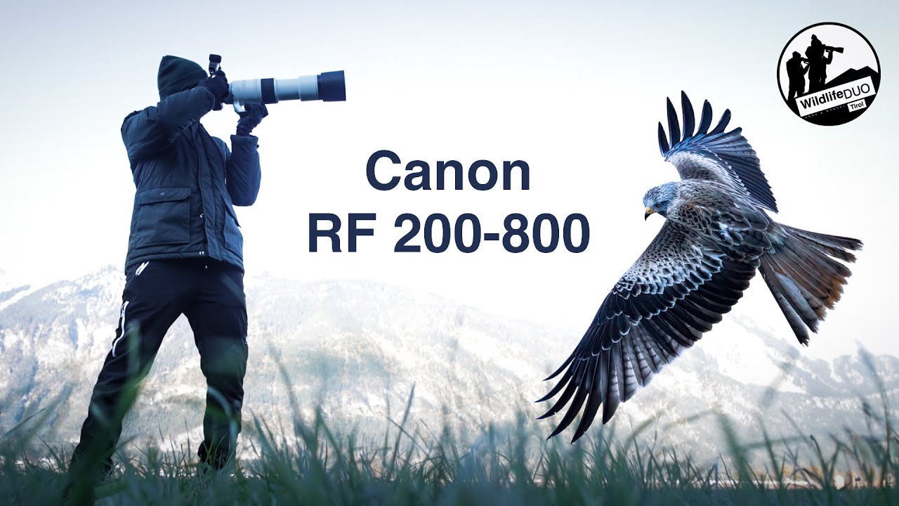 Canon RF 200-800mm Testbericht - Das Must-have für Wildtierfotografen?!