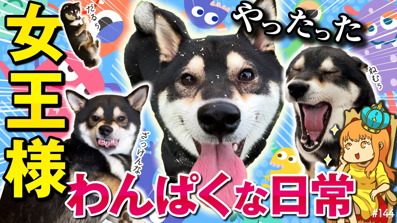 女王様でわんぱくな柴犬の日常詰め合わせ