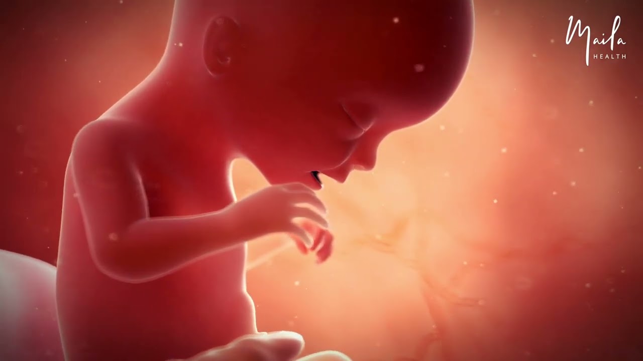 17 Weeks of #Pregnancy | #SecondTrimester | Fetal Stage | #17WeeksPregnant | #Fetus