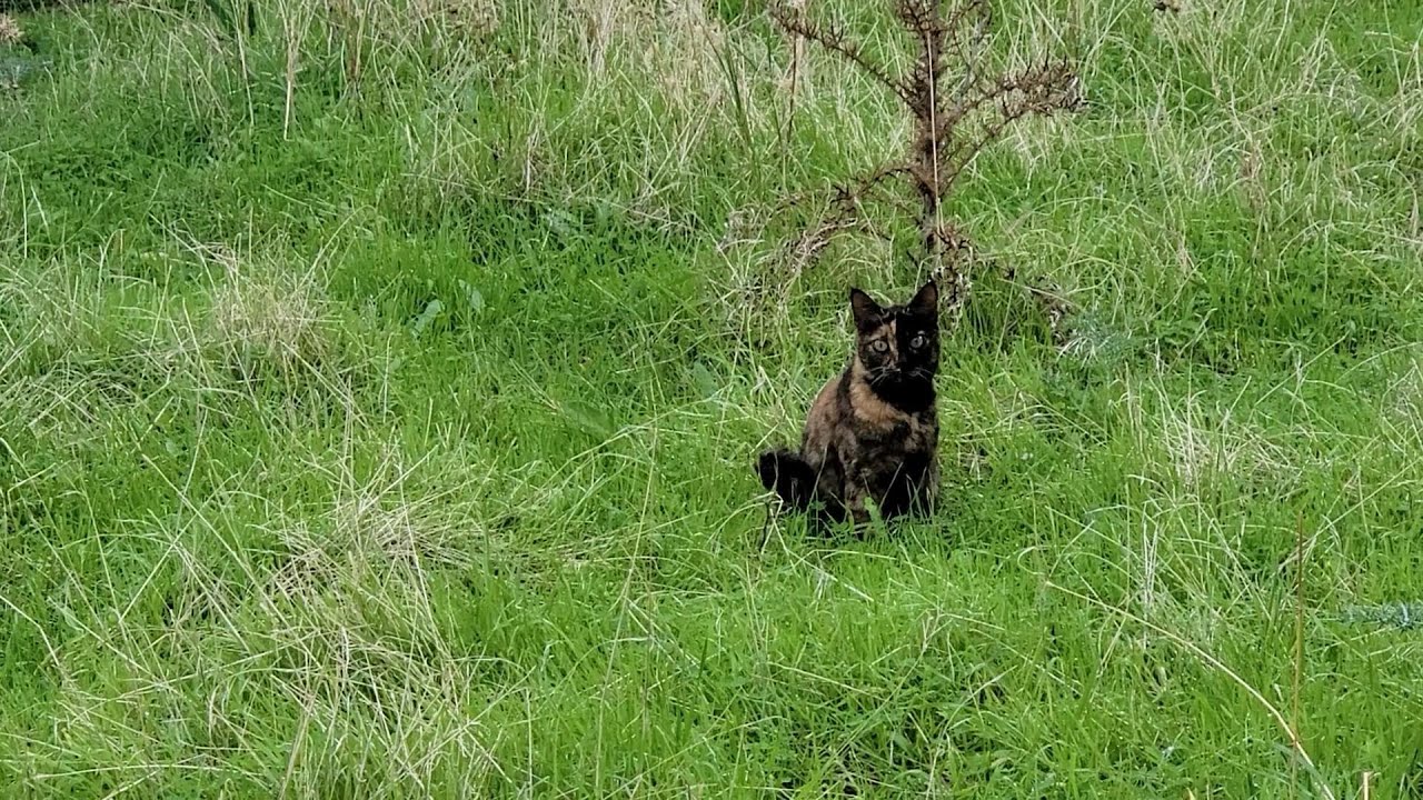 Blind cat Scoots & kitten Cali on her first mountain ramble Pt3 & Harvey came too 😍 🤣