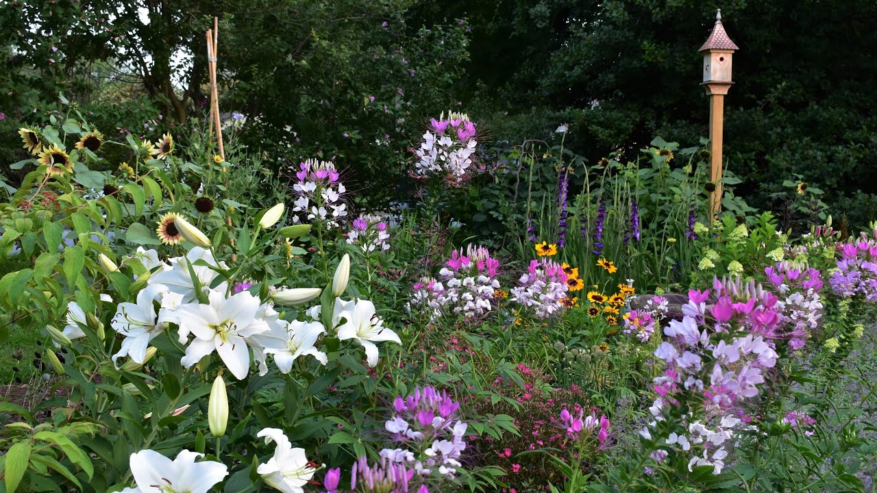 Evening Garden Tour with Garden Answer Lilies // Cut Flower Garden Tour // Northlawn Flower Farm