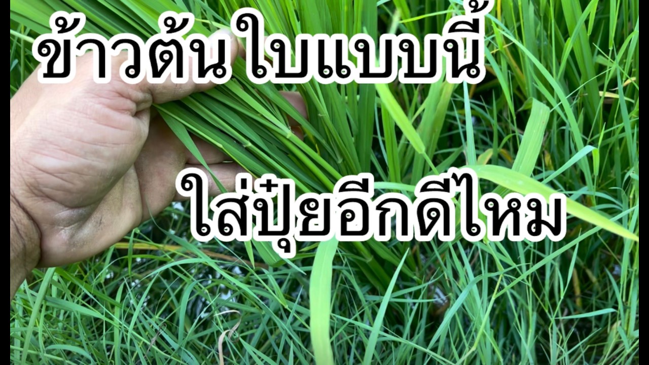 ข้าวระยะนี้ใส่ปุ๋ยดีไหม