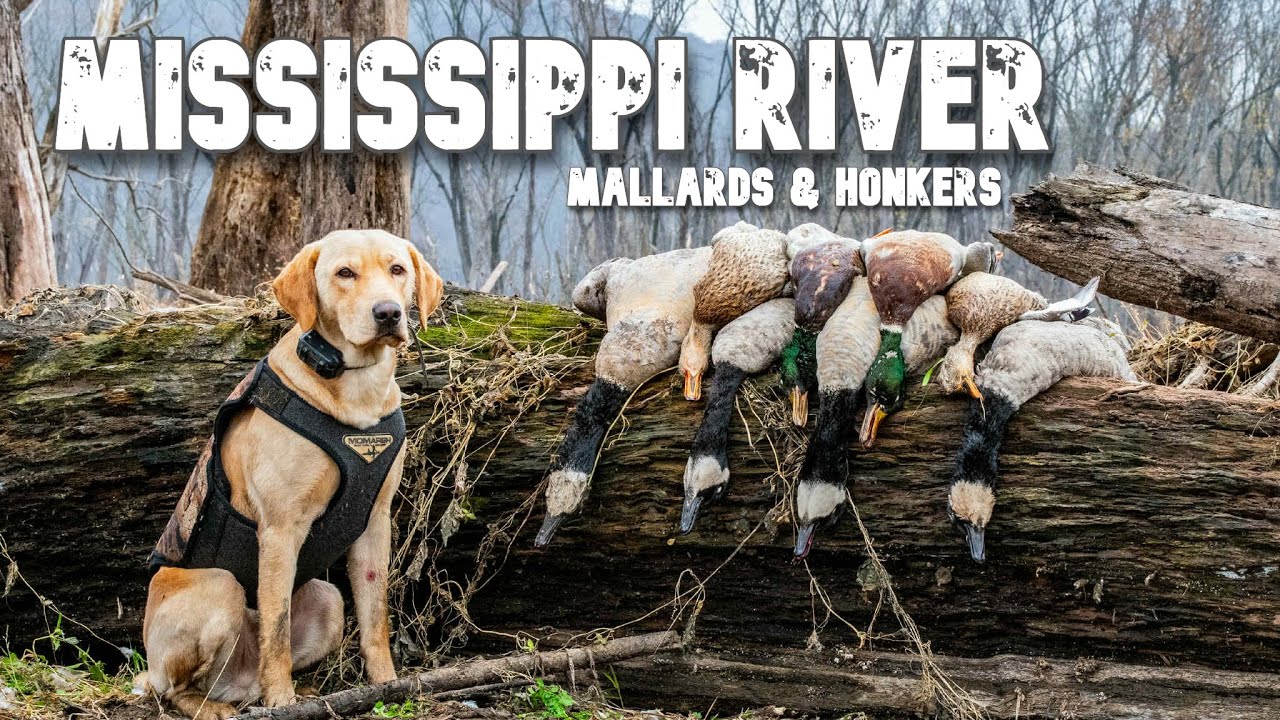 PUBLIC LAND Duck and Goose Hunting the Mississippi River