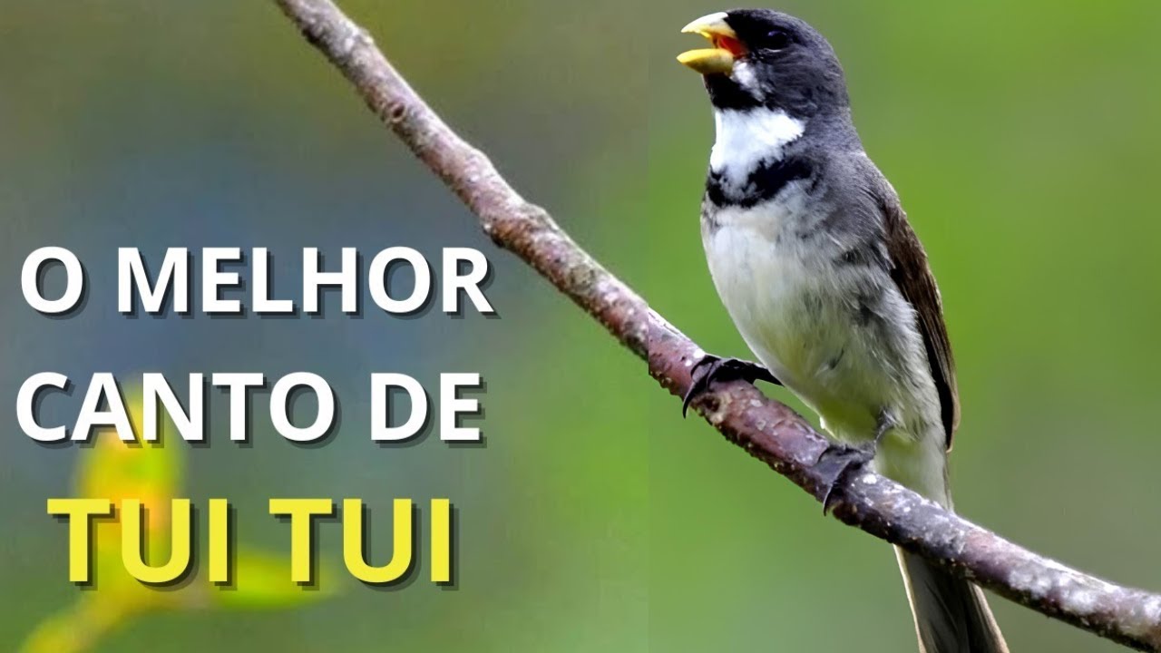 O MELHOR CANTO DE COLEIRO TUI TUI ZEL ZEL POR 10 HORAS