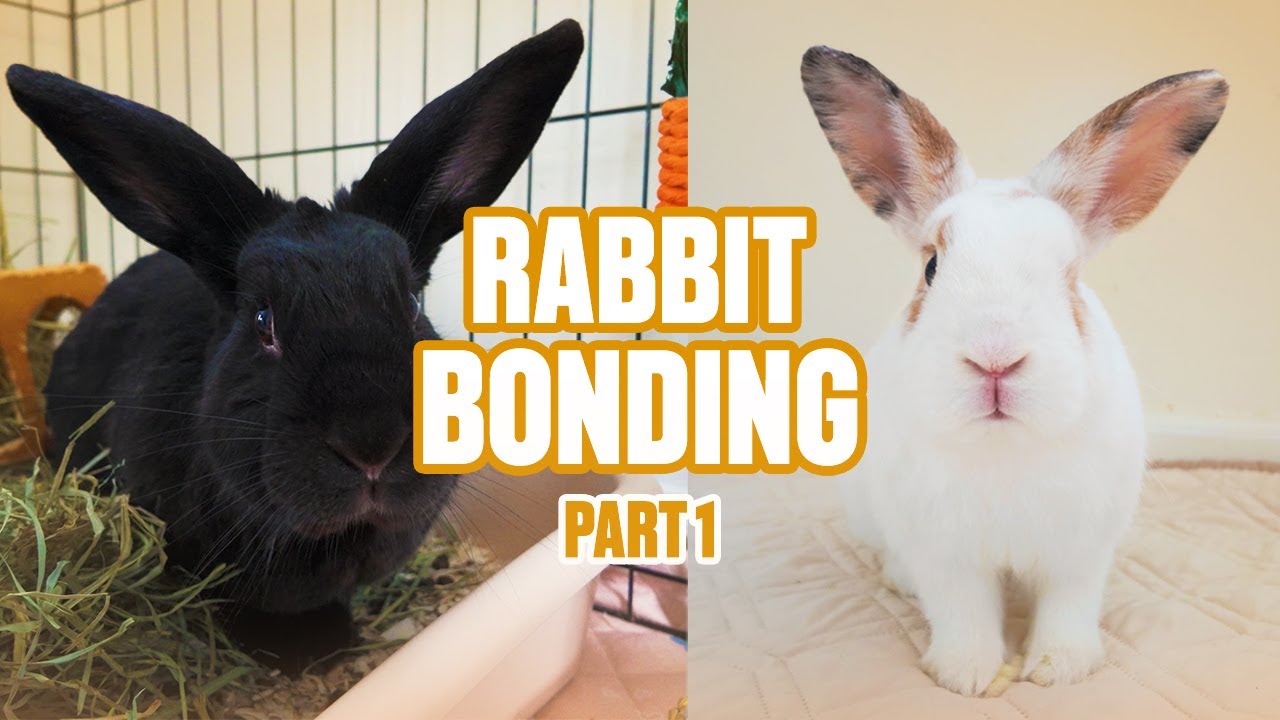 Introducing My Rabbits for the First Time