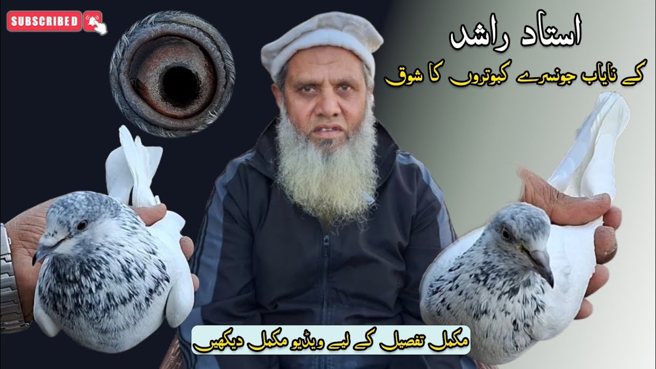 Ustad Rashid ky nayab Jonsary Kabootar