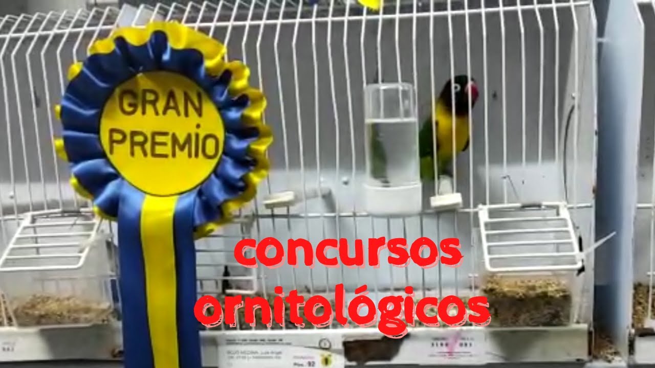 ⏩ Concursos ORNITOLÓGICOS. Participación de Aviario Rojo en CONCURSOS 2021.