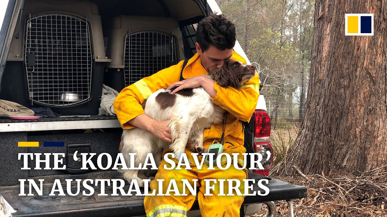 Koala-sniffing dog saves animal lives amid Australia’s bush fires