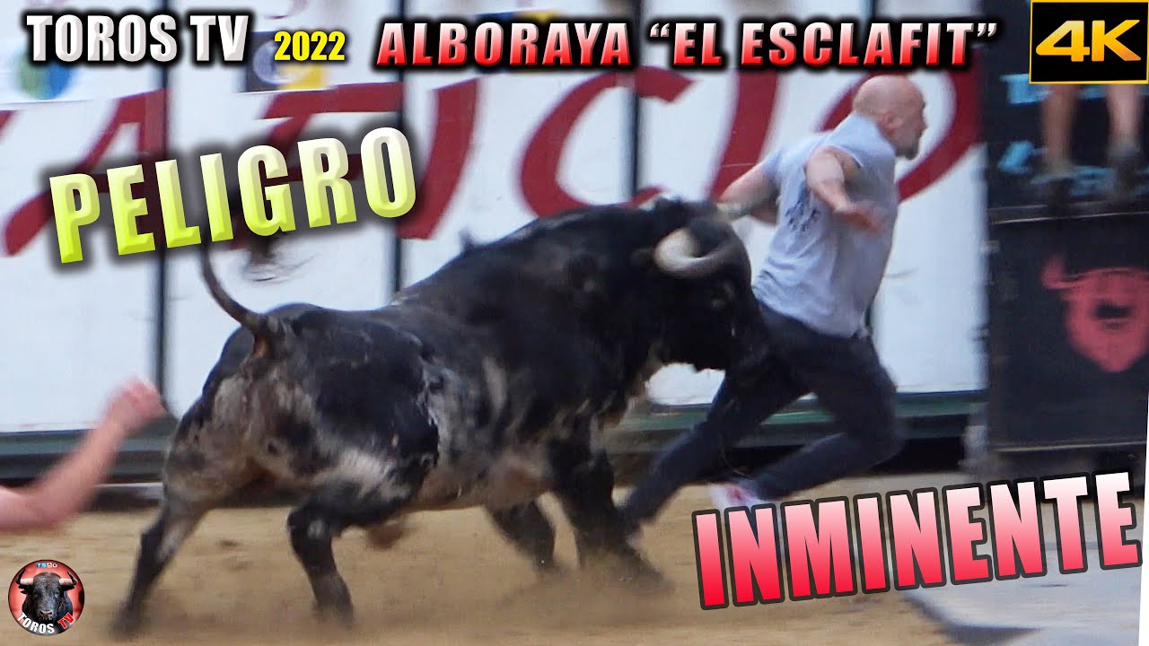 PELIGRO INMINENTE !! - TOROS ALBORAYA 2022 