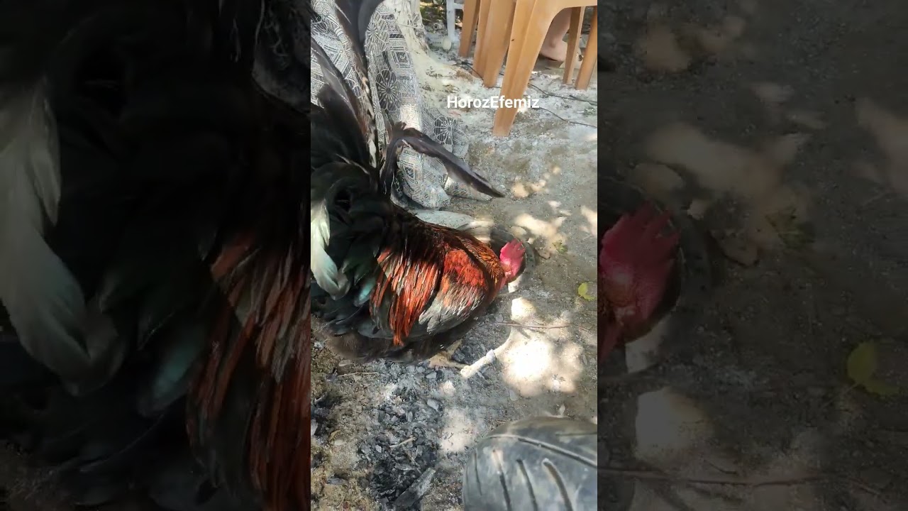 HorozEfe nin Keyfi Yerinde #horoz #chicken #shorts