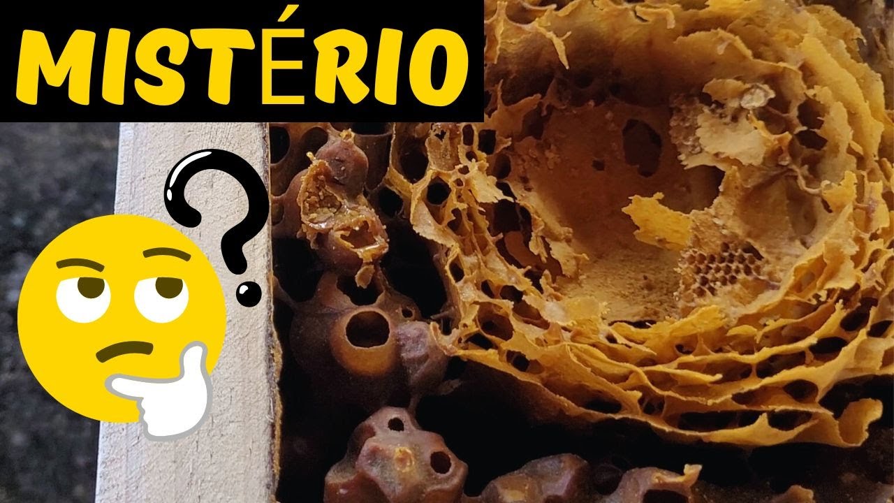 PRECISO DE AJUDA PARA DESVENDAR ESTE MISTÉRIO #asf #bee
