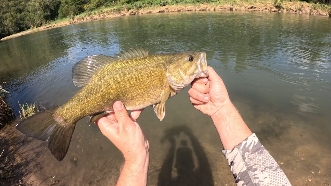 River Smallmouth Bass In Early September!