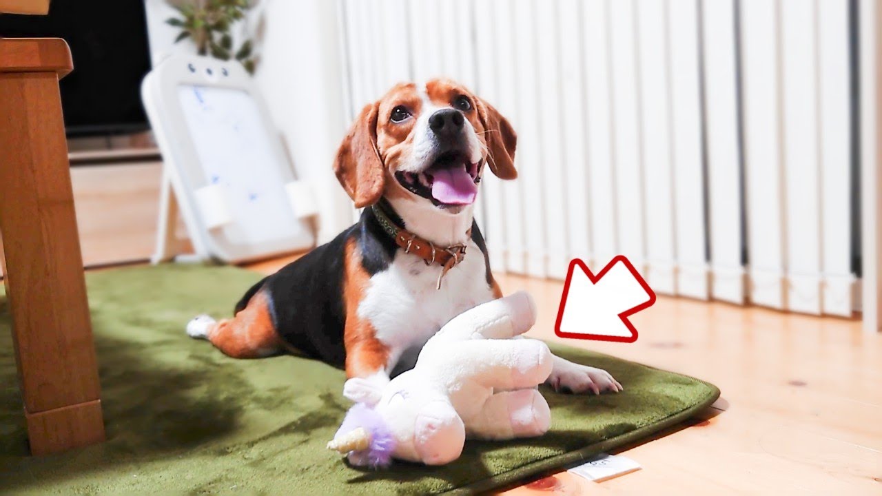こんな顔しといてこれ取ろうとしたらめっちゃキレてくる犬