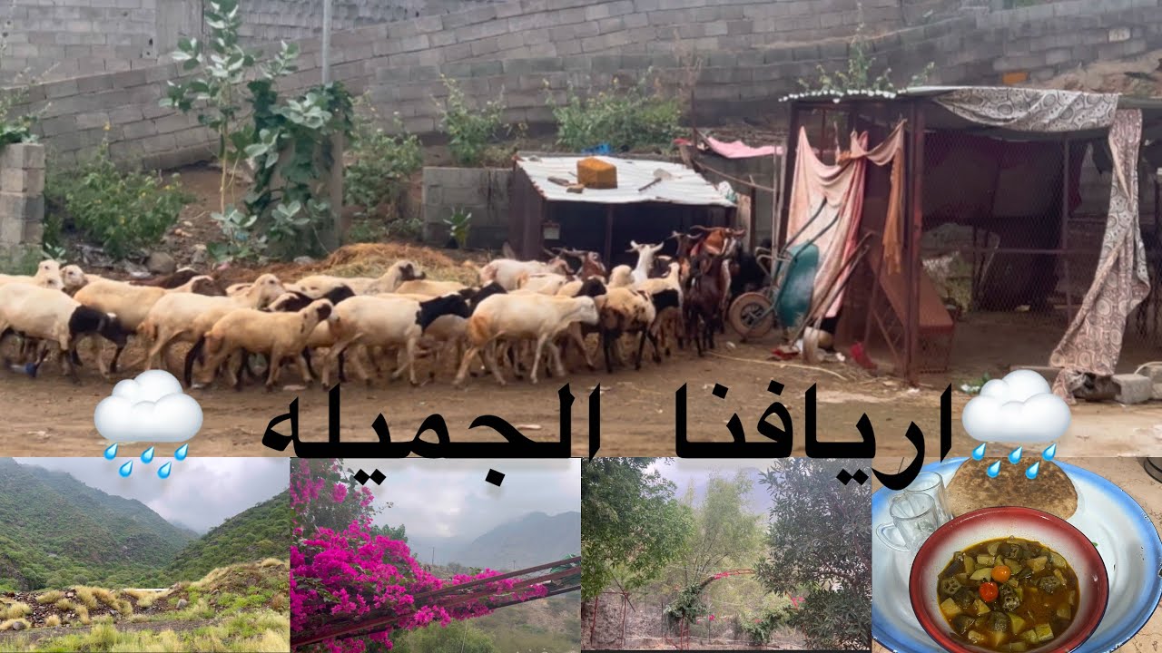 فديو متواضع🥰اريافنا من جبال بني مالك الى السهل ريف السعوديه🏡