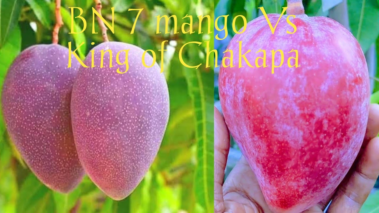 BN 7 mango vs king of Chakapad mango review test update 16 August 2025 terrace garden