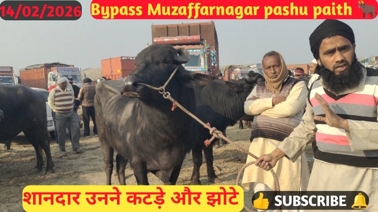 Bypass Muzaffarnagar pashu paith me aaj unne katde bhout aaye #viral #hariompashumandi 