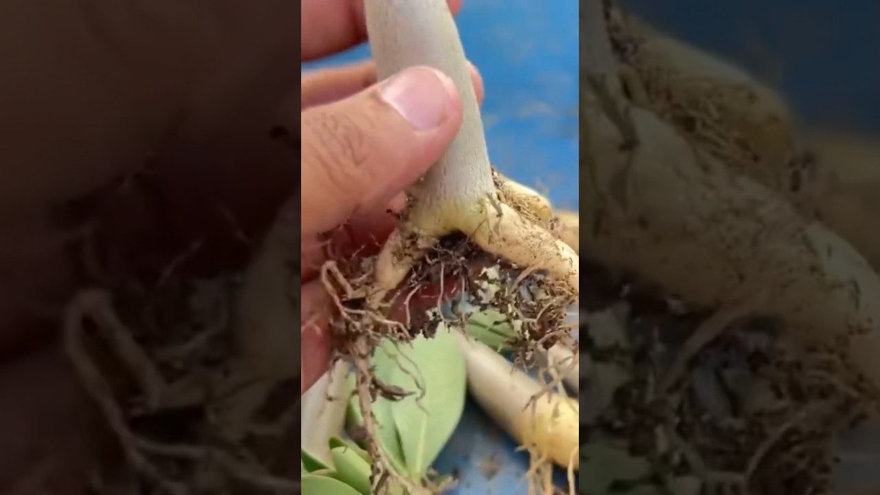 Adenium Baby Plant Ki Repotting Phase #adenium #adeniumrepotting #plant