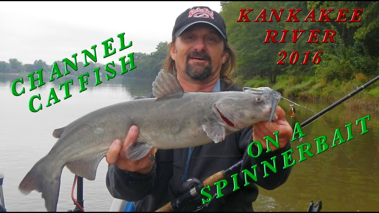 Channel Catfish on a Spinnerbait