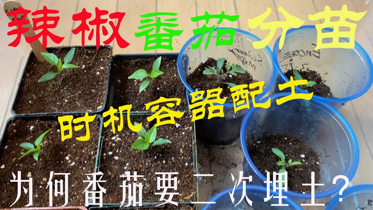 【渔耕笔记】种辣椒 番茄 | 如何给辣椒分苗 西红柿分苗移苗？ 时机容器配土
